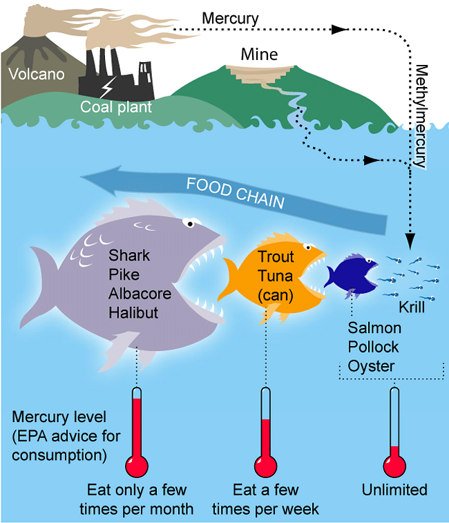 Anthropogenic sources can contaminate a water source with methylmercury. When eaten by fish, the mercury levels increase as it moves up the food chain in a process known as biomagnification. Credit: Wikipedia