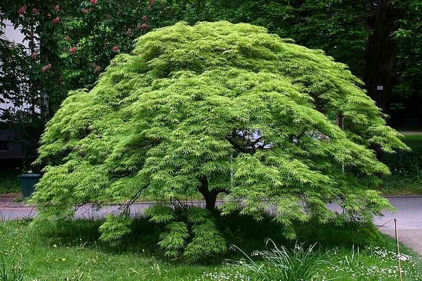 Acer palmatum