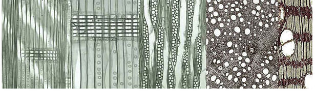 Wood microscopic sections